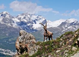 001 - könig der alpen